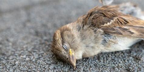 小鳥死掉怎麼處理|處理野生禽鳥屍體的安全指引